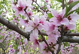 桃花圖片