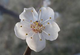 杏花圖片
