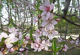 桃花圖片