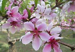 桃花圖片