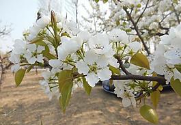 梨花圖片