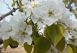 梨花圖片