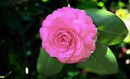茶花圖片