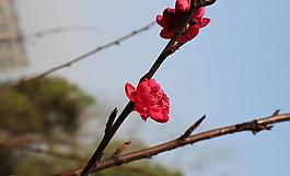 梅花图片