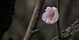 桃花圖片