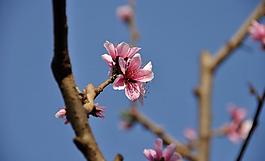 桃花圖片