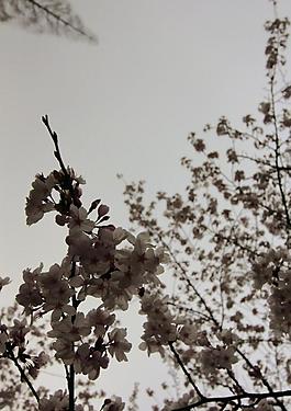櫻花圖片