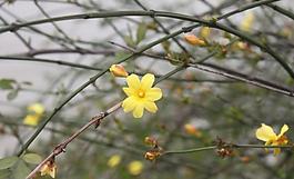 花朵圖片