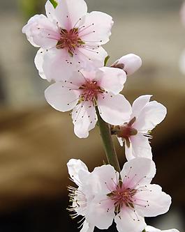 桃花圖片