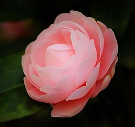 茶花圖片