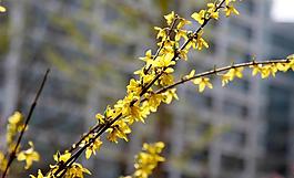 迎春花盛開圖片