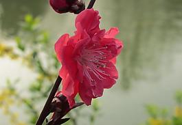 桃花圖片