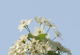 春花圖片