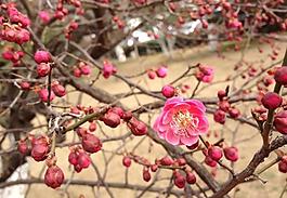 梅花圖片