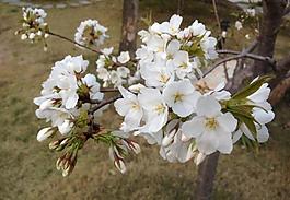 櫻花圖片