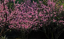 桃花圖片
