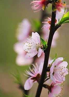 桃花圖片