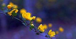 迎春花圖片