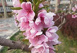 梅花圖片
