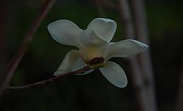 玉蘭花圖片