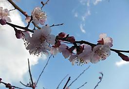 杏花圖片