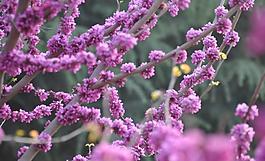 花朵圖片