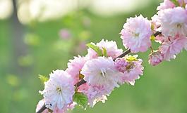 花朵圖片