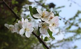 梨花圖片
