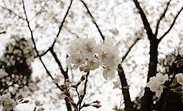 櫻花圖片