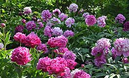 菊花圖片