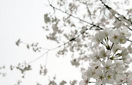 櫻花圖片