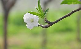 白色花朵圖片