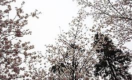 櫻花圖片