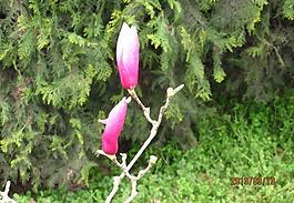 玉蘭花圖片