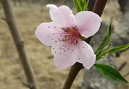 桃花圖片