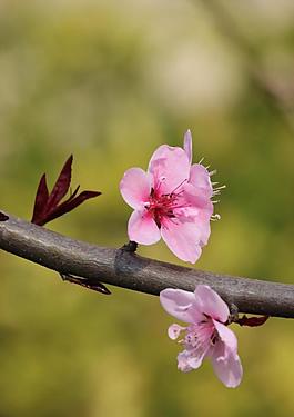 桃花圖片