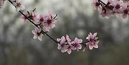 桃花圖片