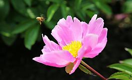 芙蓉花圖片
