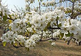 梨花圖片