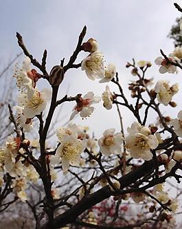梅花圖片
