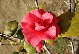 油茶花圖片
