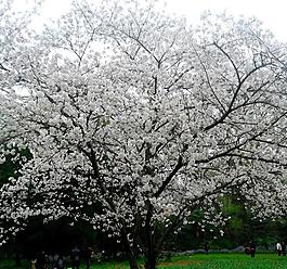 櫻花圖片