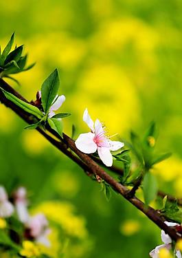 桃花圖片