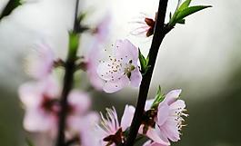 桃花圖片