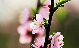 桃花圖片