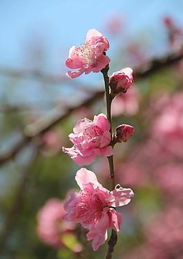 桃花图片