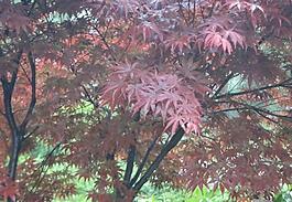 紅葉圖片