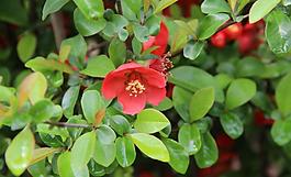 茶花圖片
