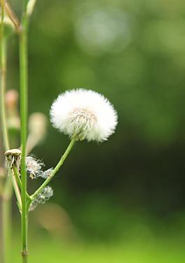 蒲公英圖片