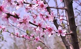 桃花圖片